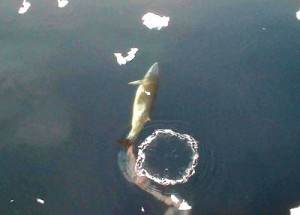 2010-j-brokowski-aad-whale5f81-400x287