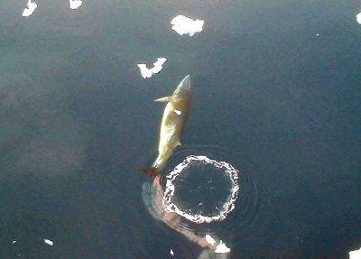 2010-j-brokowski-aad-whale5f81-400x287